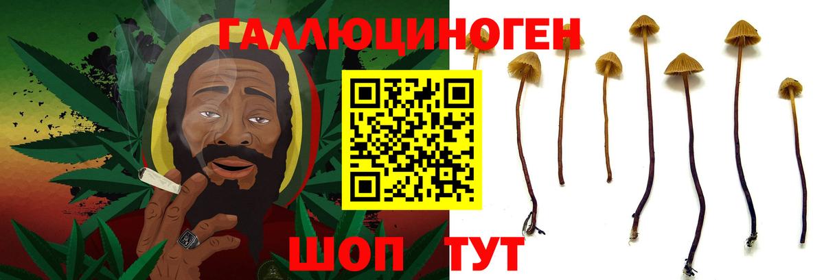 Псилоцибиновые грибы Psilocybe Иваново